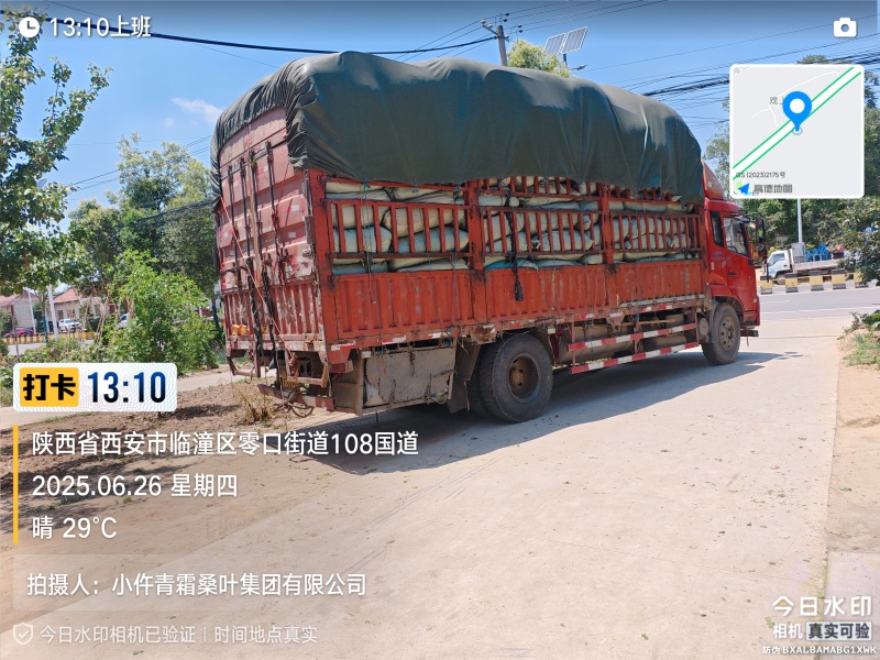 青霜桑叶各有货2025