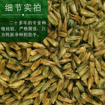 内蒙古牛膝种子，产地直发，量大从优，保质保量，欢迎来电咨询