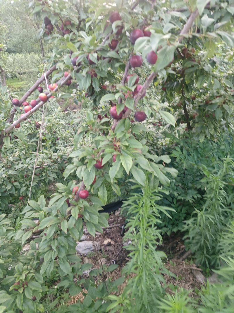 黑布林，红布林，青脆李