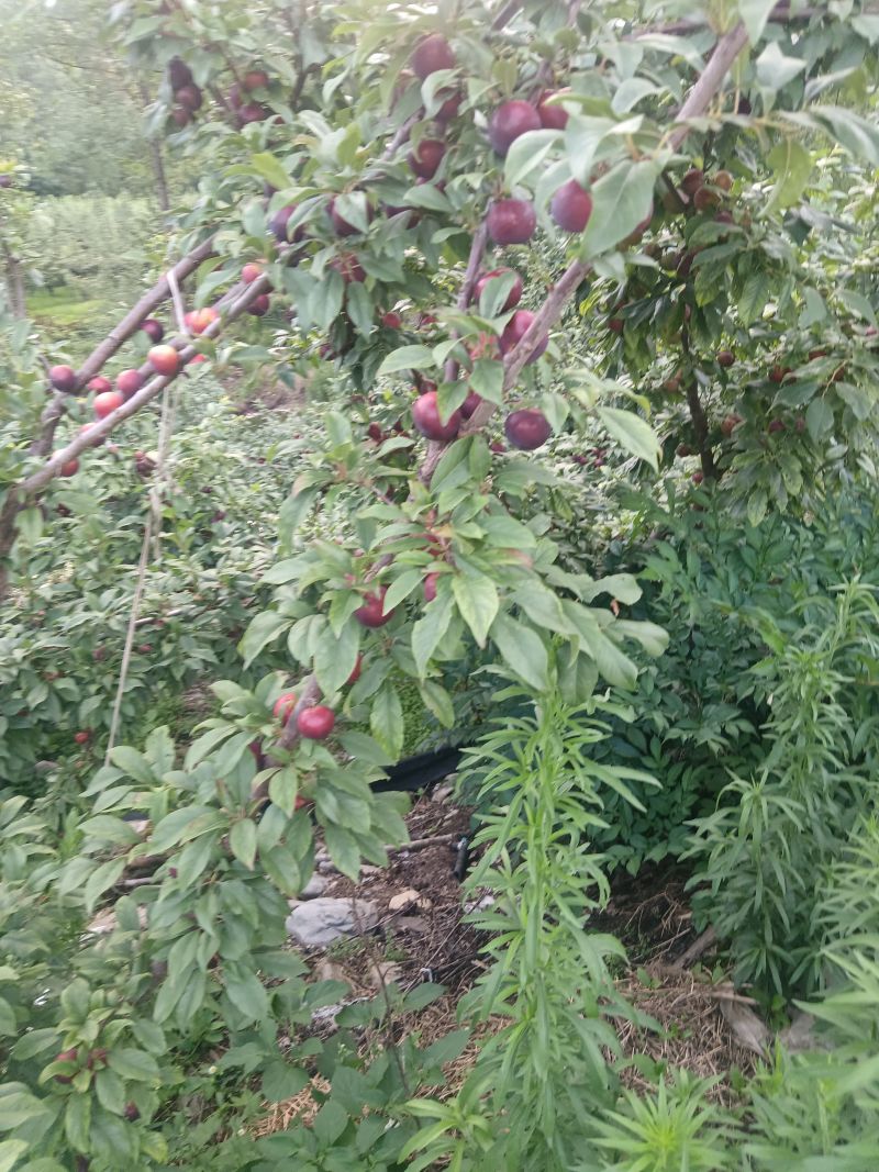 黑布林，红布林，青脆李