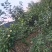 黑布林，红布林，青脆李