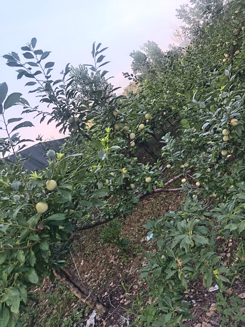 黑布林，红布林，青脆李