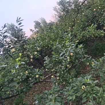 黑布林，红布林，青脆李