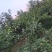 黑布林，红布林，青脆李