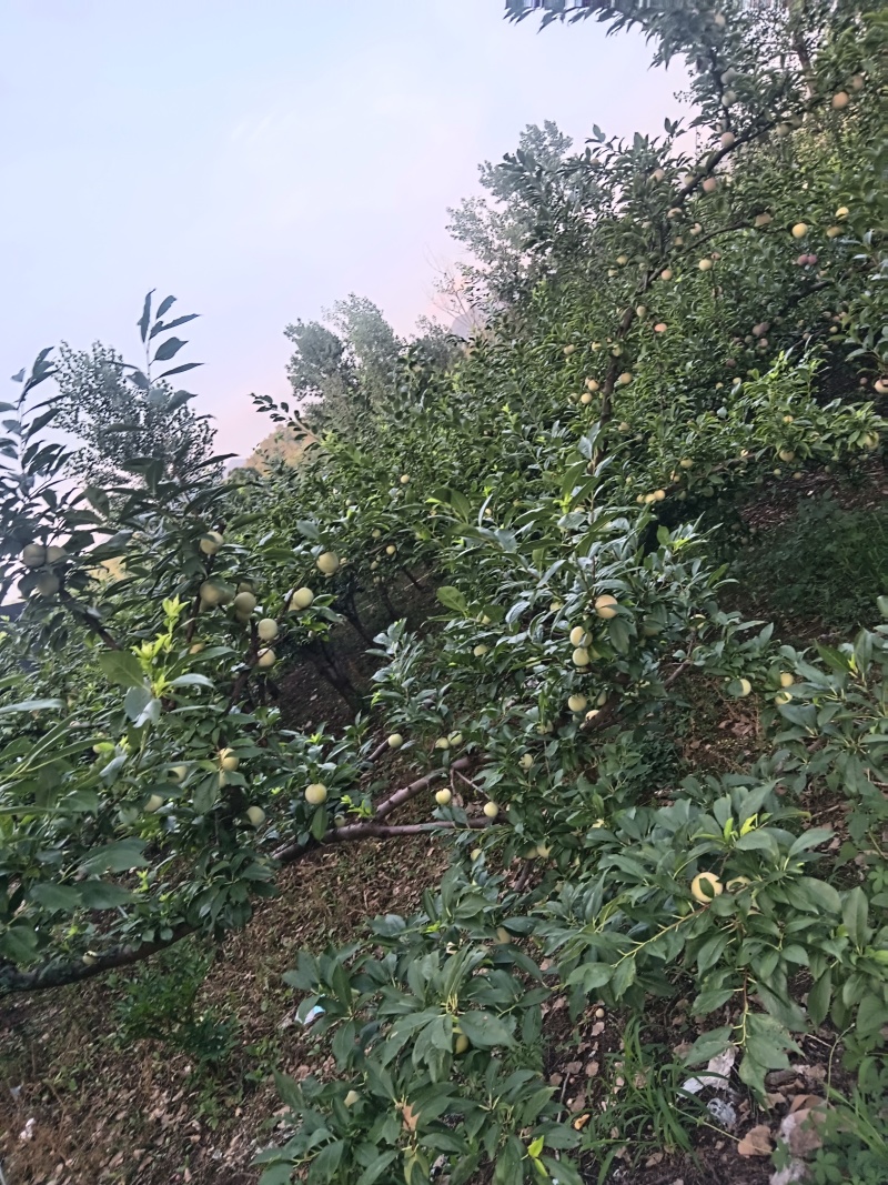 黑布林，红布林，青脆李