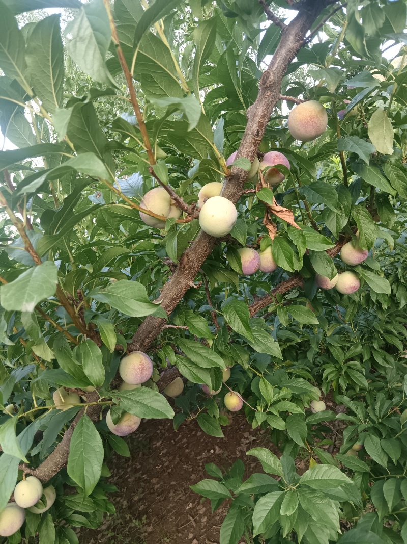 黑布林，红布林，青脆李