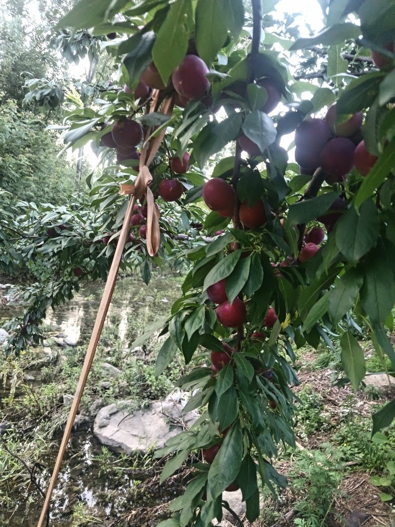 黑布林，红布林，青脆李
