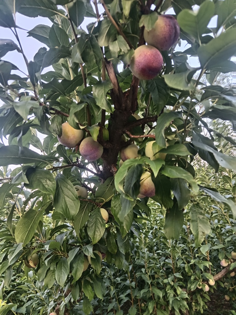 黑布林，红布林，青脆李
