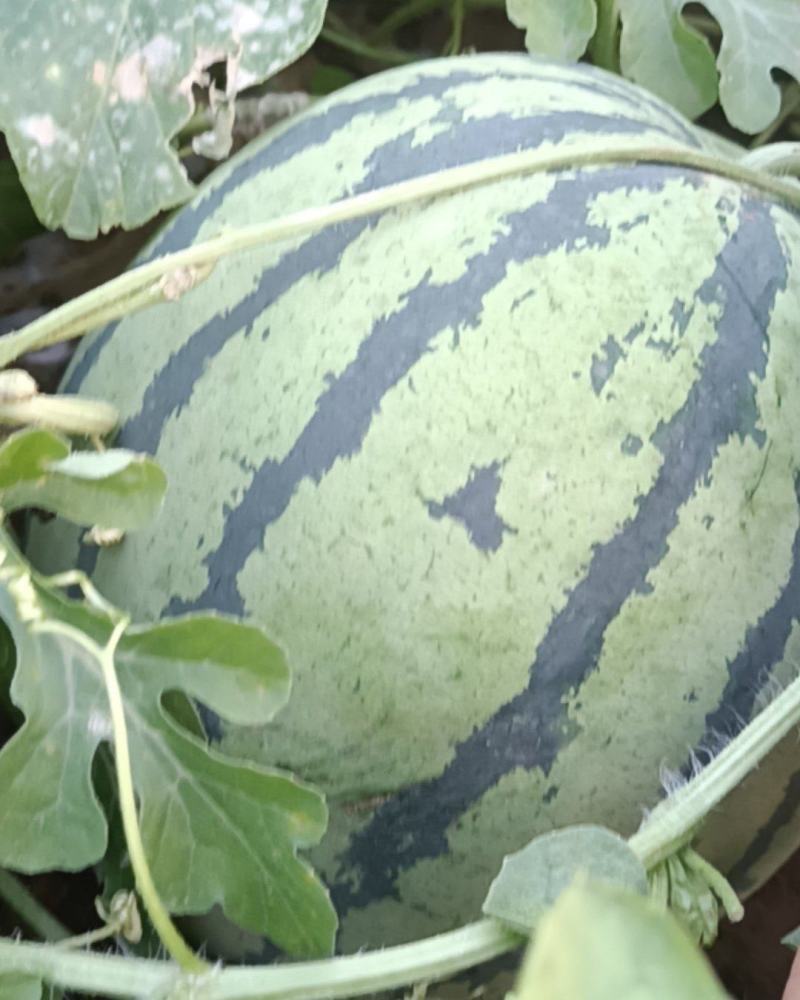 精品丽园京欣