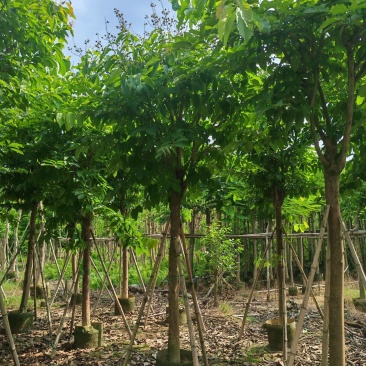8-15公分大叶紫薇骨架货，袋苗假值苗大量上市供应