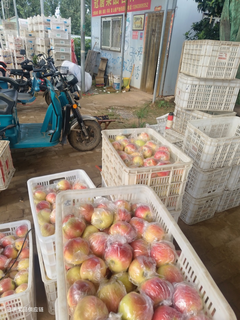 苹果:嘎啦苹果【供应团购平台：冠唐果品合作社】