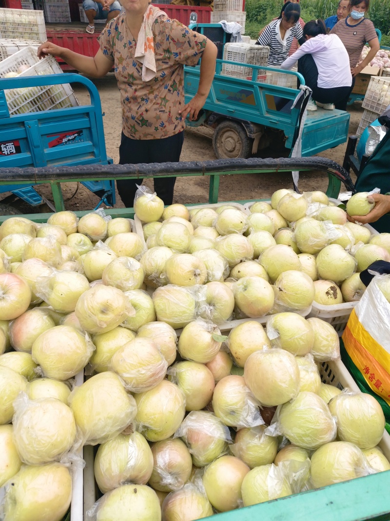 苹果:嘎啦苹果【供应团购平台：冠唐果品合作社】