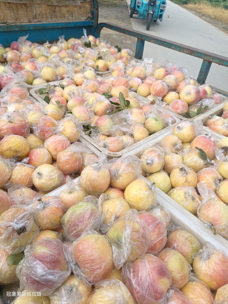 苹果:嘎啦苹果【供应团购平台：冠唐果品合作社】