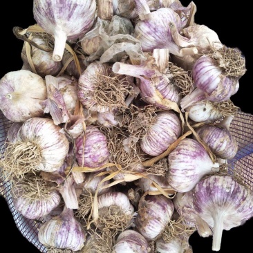 聊城蒜把，独头蒜蒜种，大量现货供应，价格不高，品质很好，