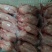 【量大优惠】山东脱毛兔肉品质保障对接全国批发电商