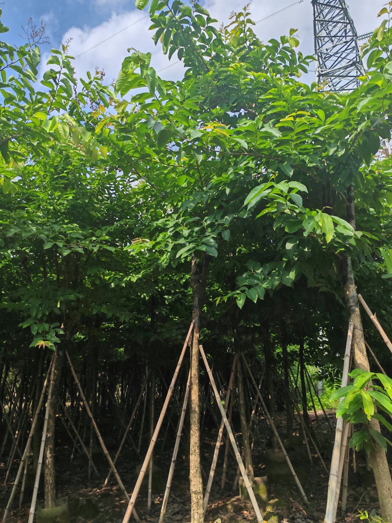 8-15公分大叶紫薇骨架货，袋苗假值苗大量上市供应