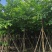 8-15公分大叶紫薇骨架货，袋苗假值苗大量上市供应