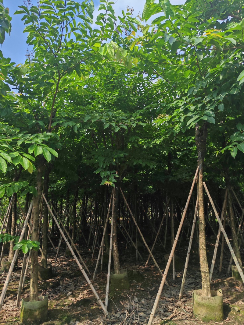 8-15公分大叶紫薇骨架货，袋苗假值苗大量上市供应