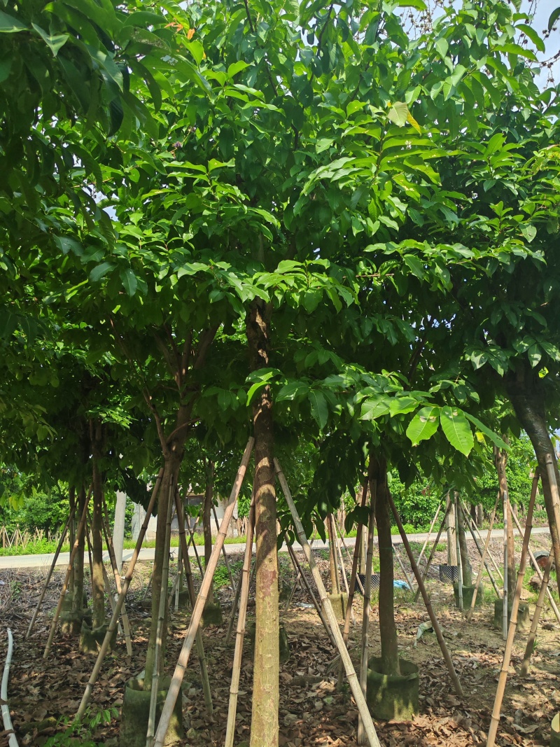 8-15公分大叶紫薇骨架货，袋苗假值苗大量上市供应