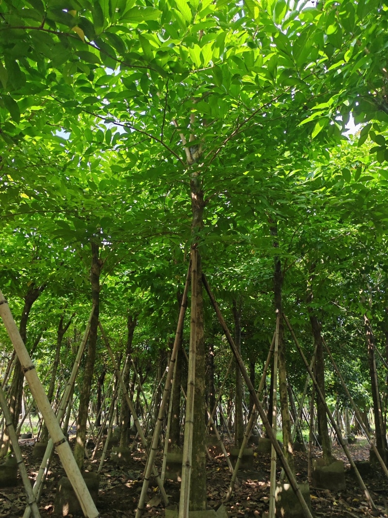 8-15公分大叶紫薇骨架货，袋苗假值苗大量上市供应