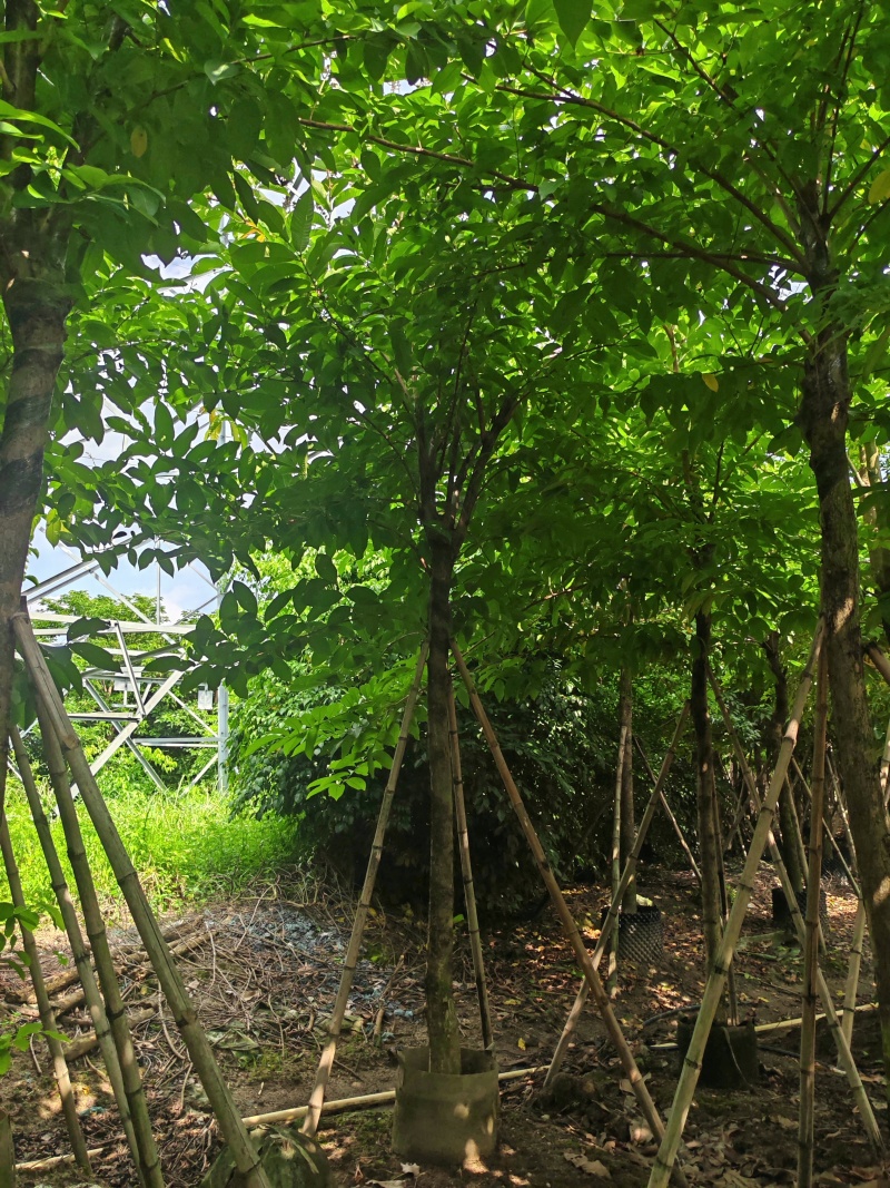 8-15公分大叶紫薇骨架货，袋苗假值苗大量上市供应