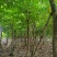 8-15公分大叶紫薇骨架货，袋苗假值苗大量上市供应