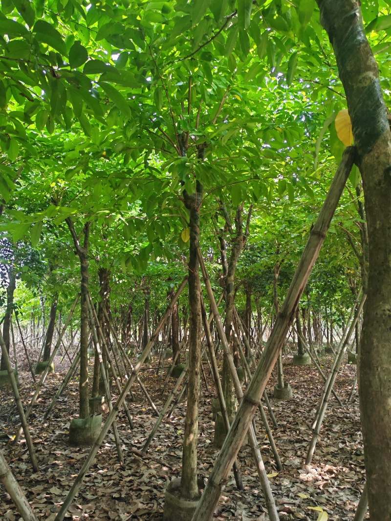 8-15公分大叶紫薇骨架货，袋苗假值苗大量上市供应