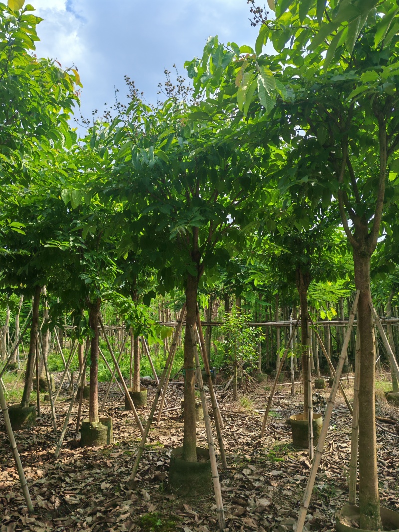 8-15公分大叶紫薇骨架货，袋苗假值苗大量上市供应