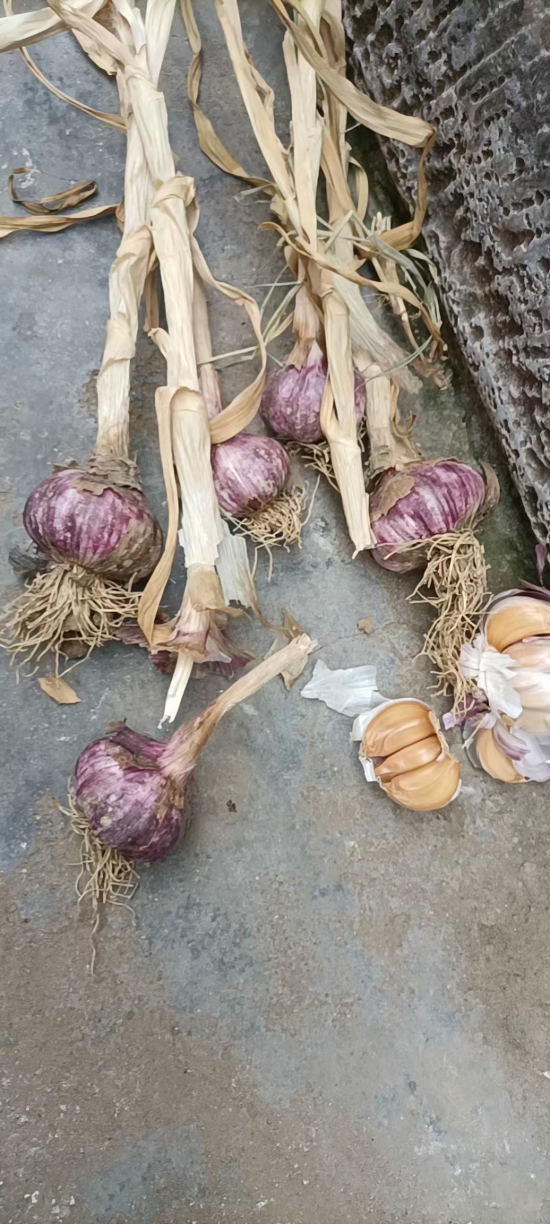 聊城蒜把，独头蒜蒜种，大量现货供应，价格不高，品质很好，