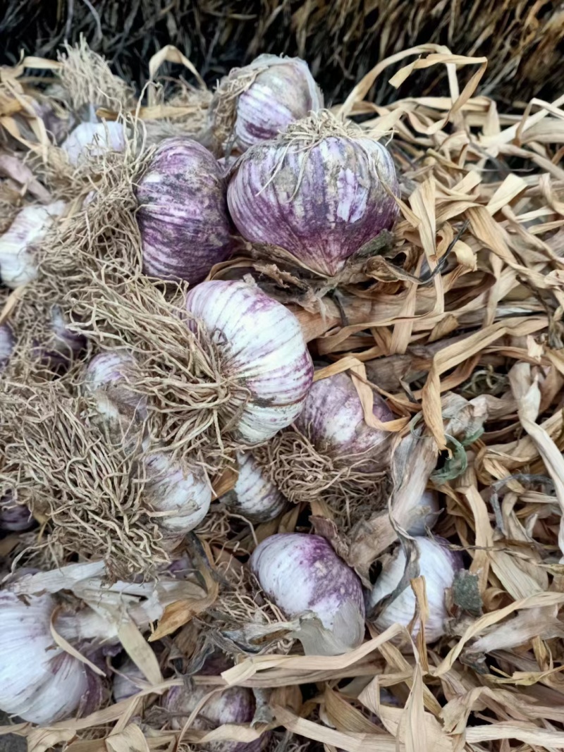 聊城蒜把，独头蒜蒜种，大量现货供应，价格不高，品质很好，