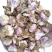 聊城蒜把，独头蒜蒜种，大量现货供应，价格不高，品质很好，