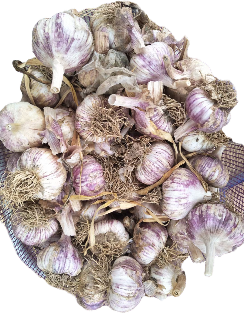 聊城蒜把，独头蒜蒜种，大量现货供应，价格不高，品质很好，