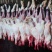 【品质保障】山东脱毛兔肉量大优惠对接全国批发电商