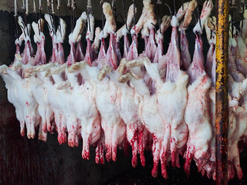 【品质保障】山东脱毛兔肉量大优惠对接全国批发电商