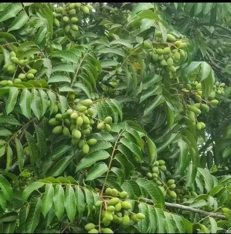百年树青橄榄