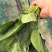 加工厂菠菜