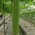 四川乐山油绿苦瓜大量接单产地直发量大从优欢迎来电