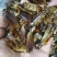 蟑螂，美洲大蠊无油干品，打粉状态好
