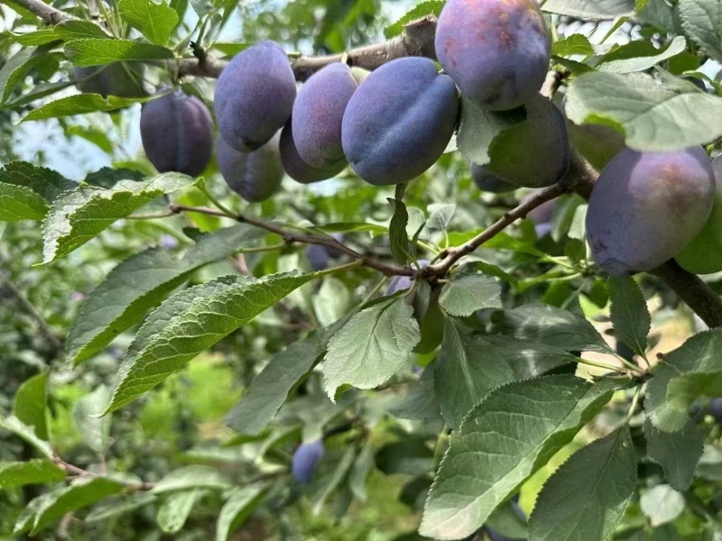 四川西梅，果肉紧实饱满，汁水丰富，带有自然甜味和清爽感