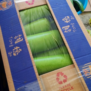 刚刚上市的精品瓠子俩百亩才开棚，打开你的财富之路