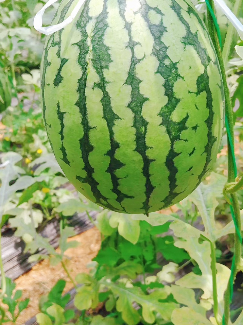 黄瓤特小凤吊瓜