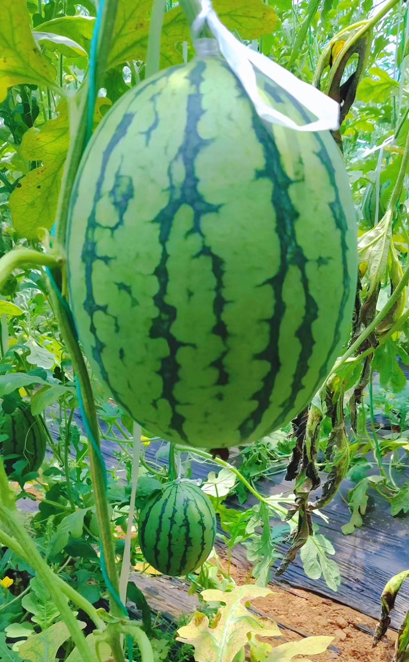 黄瓤特小凤吊瓜