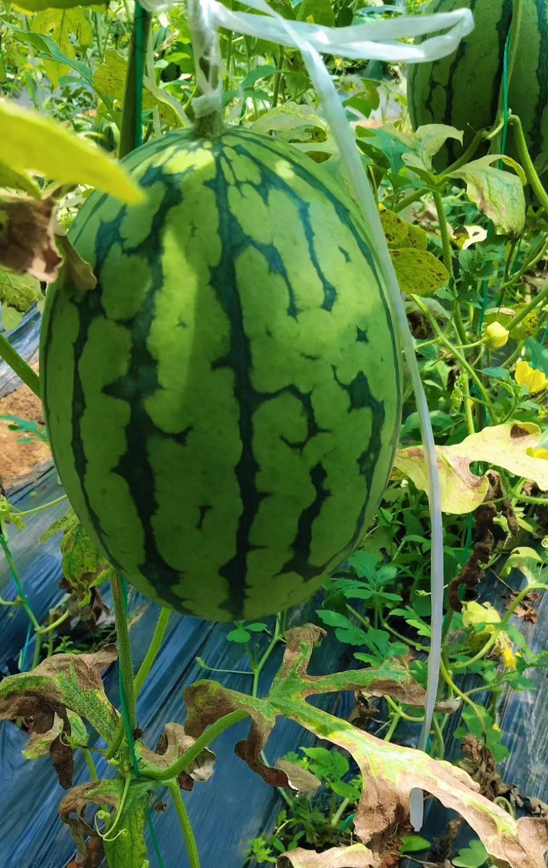黄瓤特小凤吊瓜