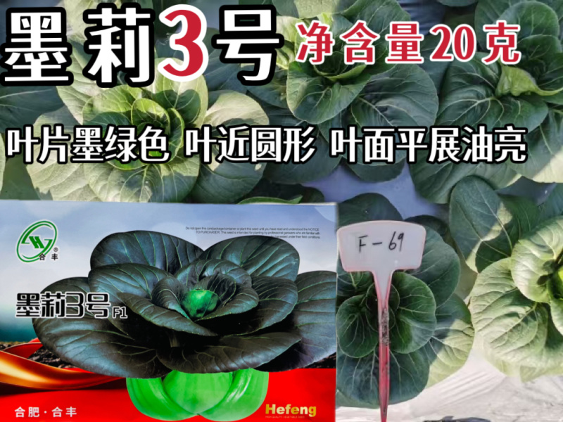 墨莉3号矮脚青梗菜种叶片墨绿色长势较快大头束腰