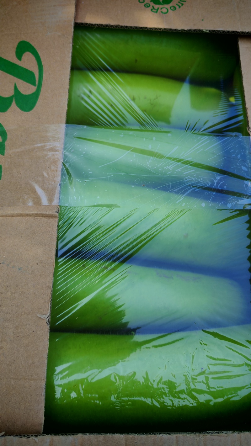 刚刚上市的精品瓠子俩百亩才开棚，打开你的财富之路