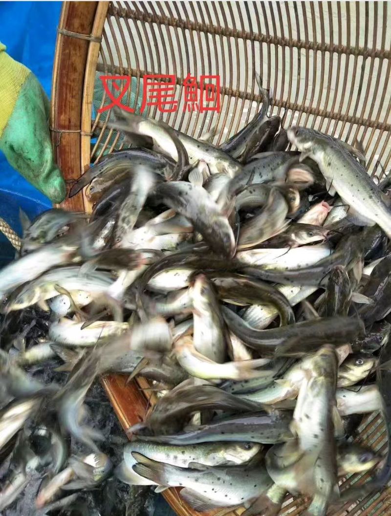 推荐江团鱼苗淡水养殖提供技术送货上门成活率高