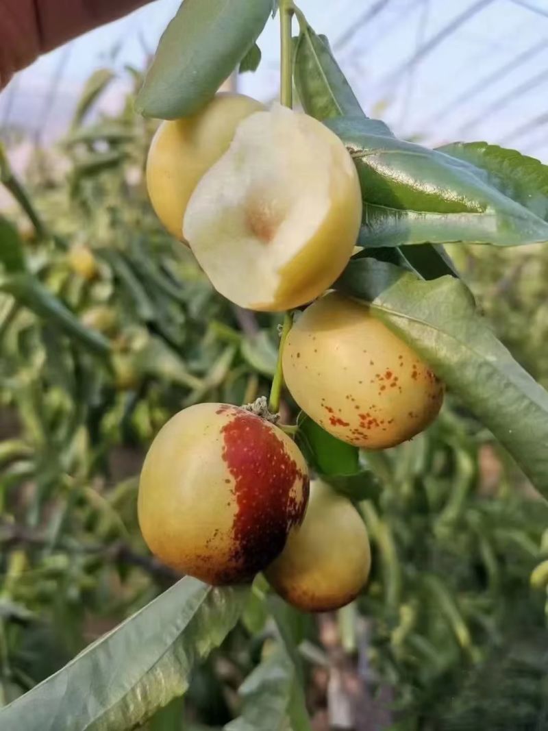 【实力】陕西大荔冬枣产区直发保质保量供货对接全国