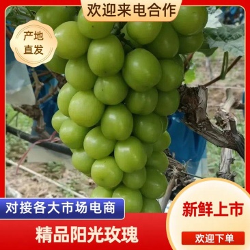 阳光玫瑰葡萄大量供应，一手货源，保质保量，可视频看货