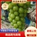阳光玫瑰葡萄大量供应，一手货源，保质保量，可视频看货