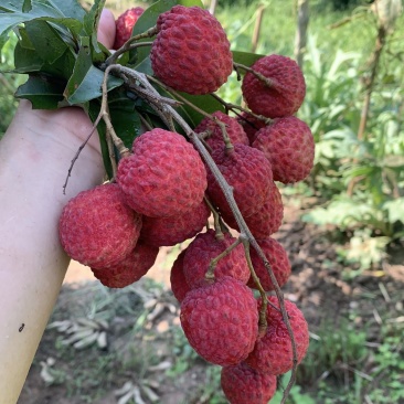 广西北流市仙进奉荔枝荔枝大量上市了，欢迎各位老板前来选购